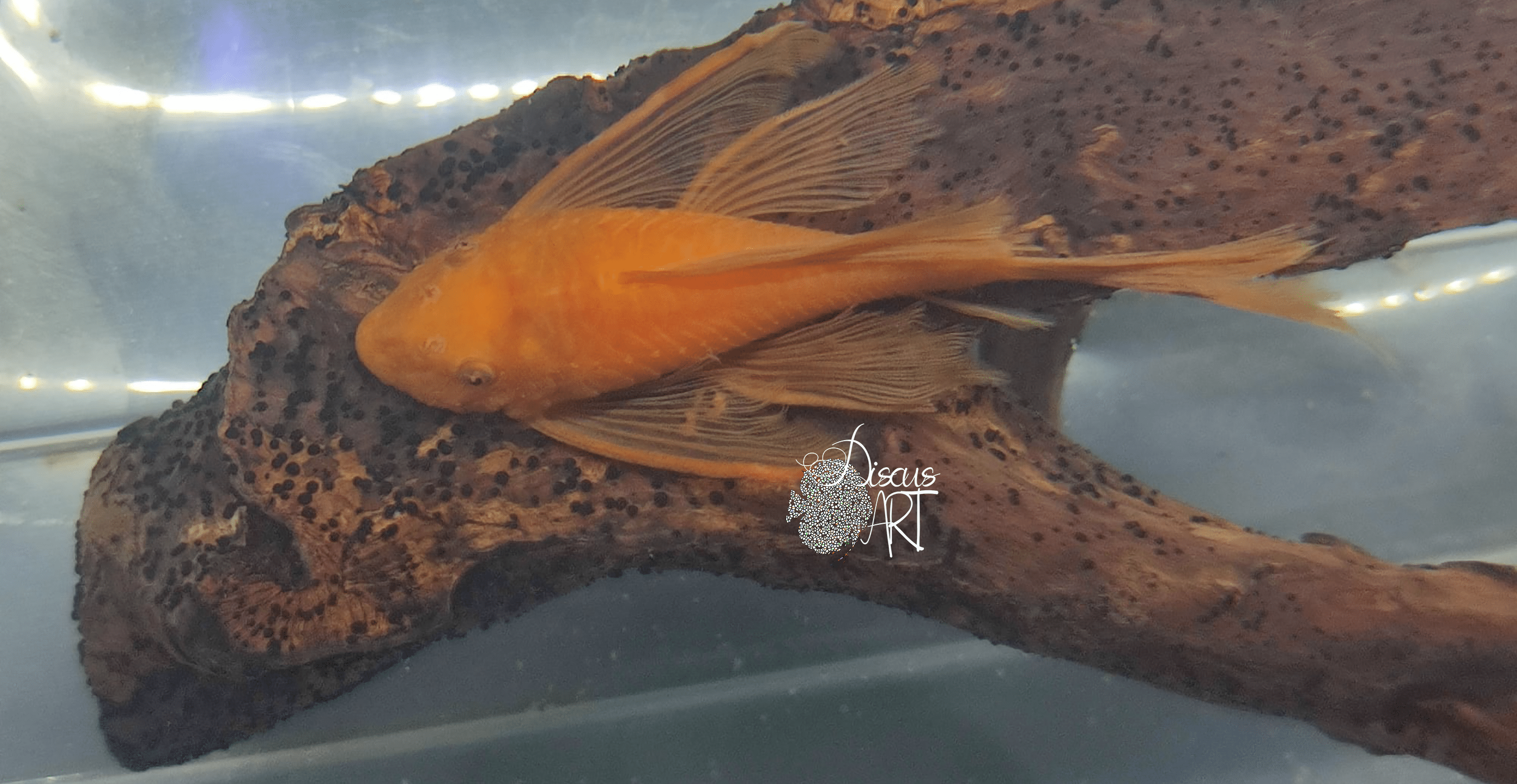 Ancistrus super red LF Ancistrus super red LF