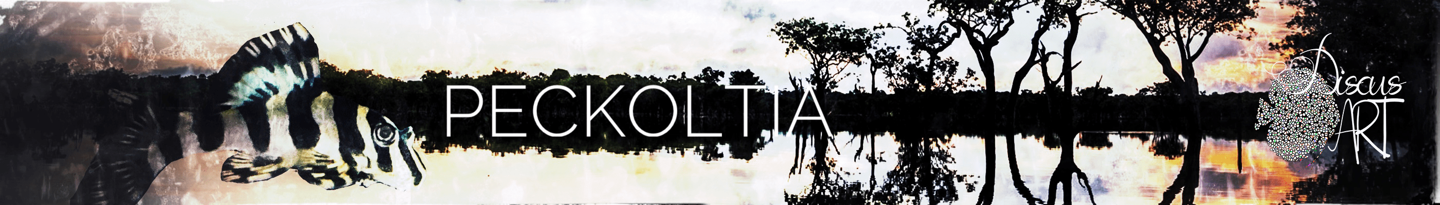 HEADER PECKOLTIA