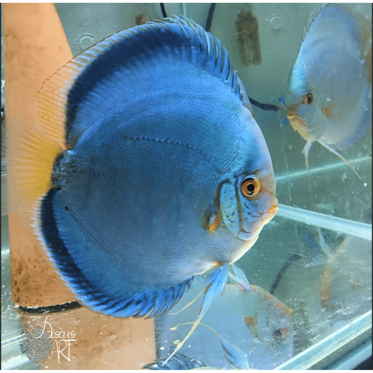 Ica Cross Discus Red ICA - Peces Disco - DiscusArt