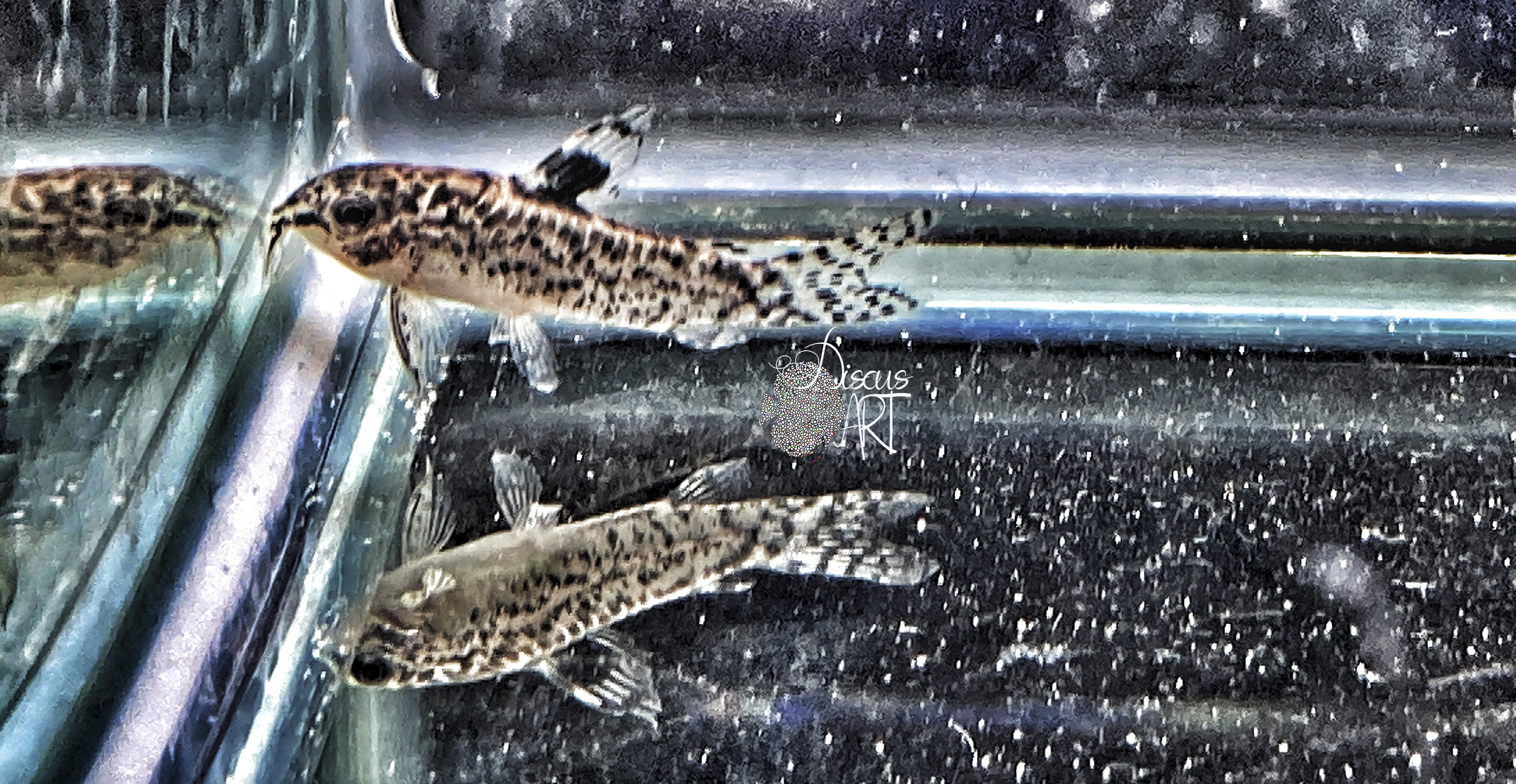 aspidora pauciradiatus aspidora pauciradiatus
