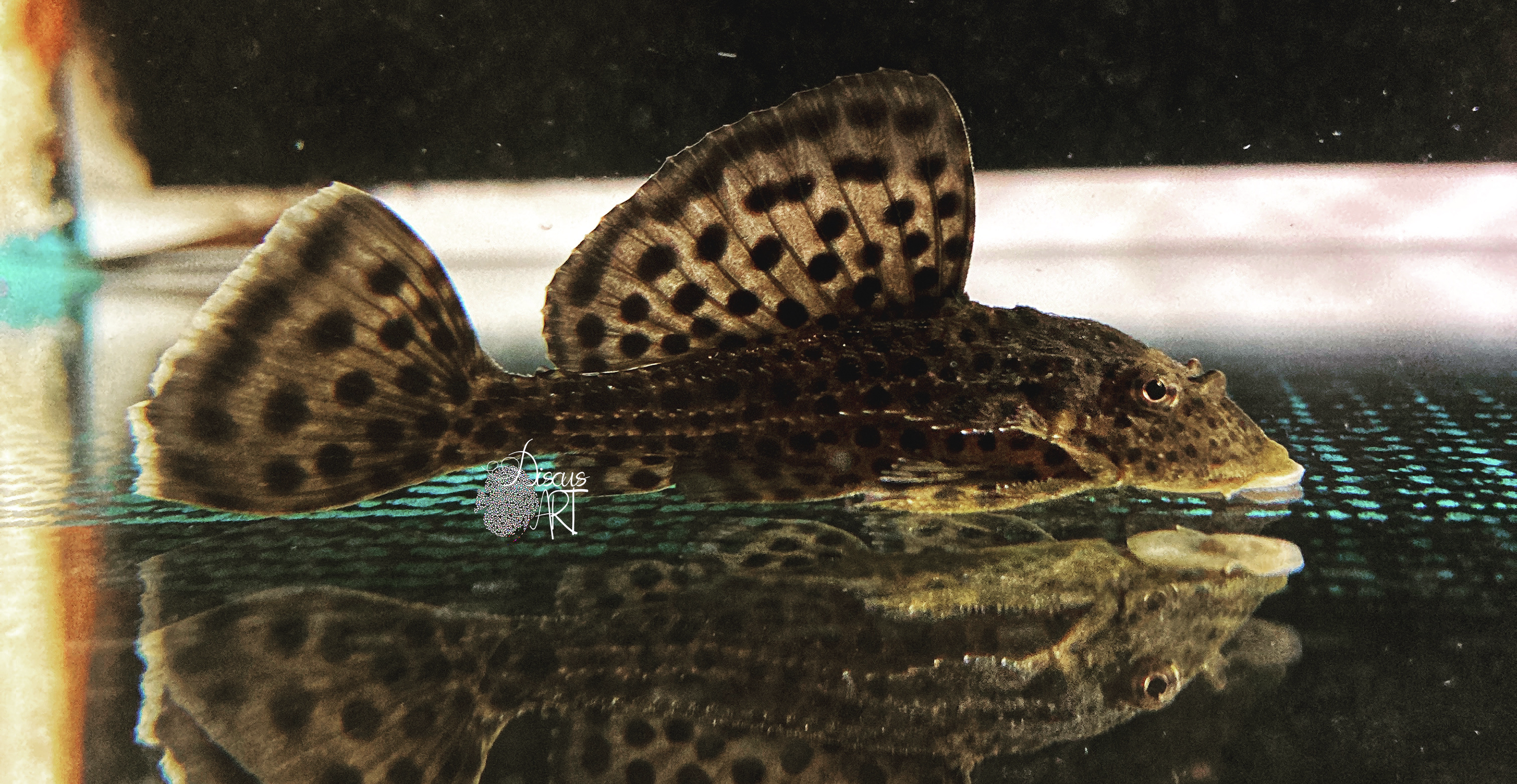 weberi Pterygoplichthys Weberi - DiscusArt
