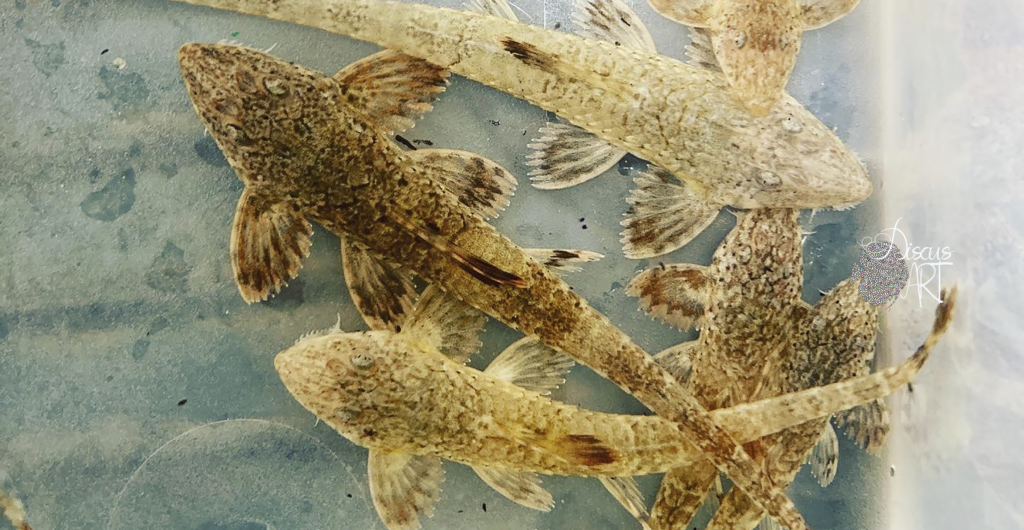 Rineloricaria latirostris