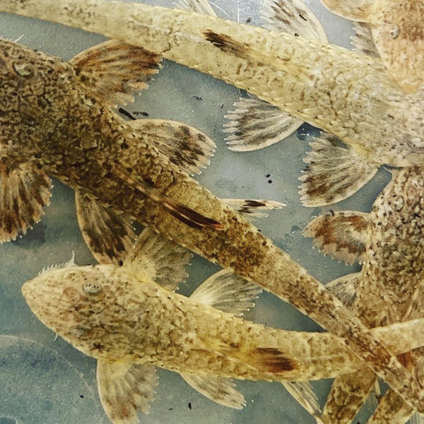 Rineloricaria latirostris