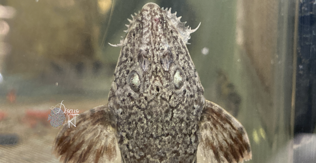 Rineloricaria latirostris