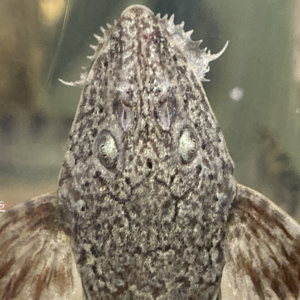 Rineloricaria latirostris