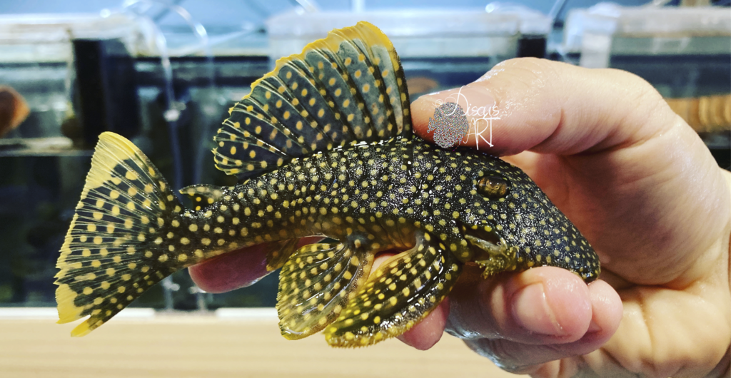 Baryancistrus - DiscusArt Baryancistrus - DiscusArt