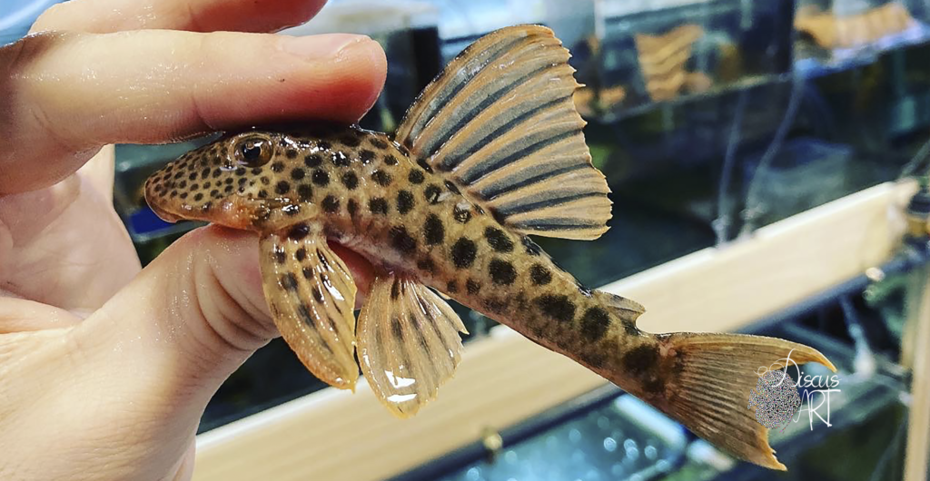 Peckoltia - DiscusArt