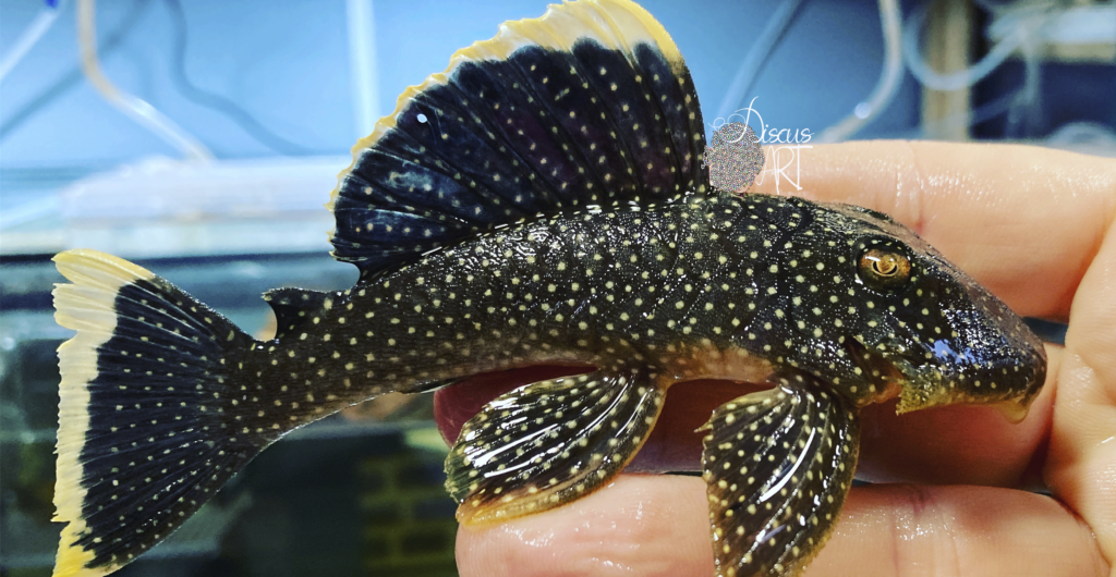 Baryancistrus - DiscusArt