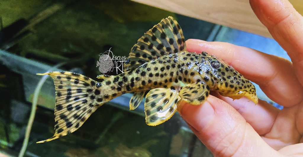 Leporacanthicus - DiscusArt Leporacanthicus - DiscusArt