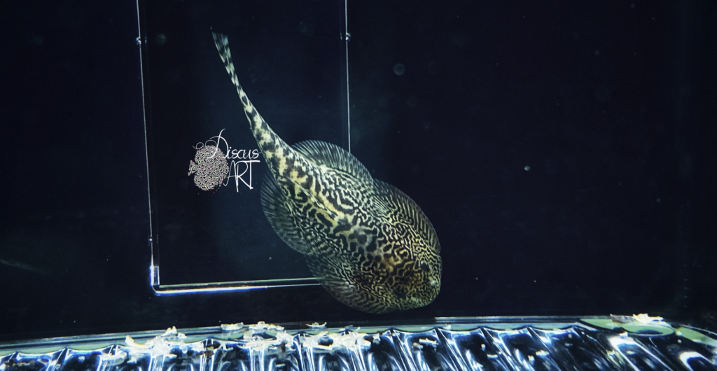 otros peces - DiscusArt