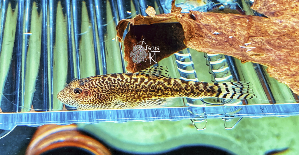 otros peces - DiscusArt otros peces - DiscusArt