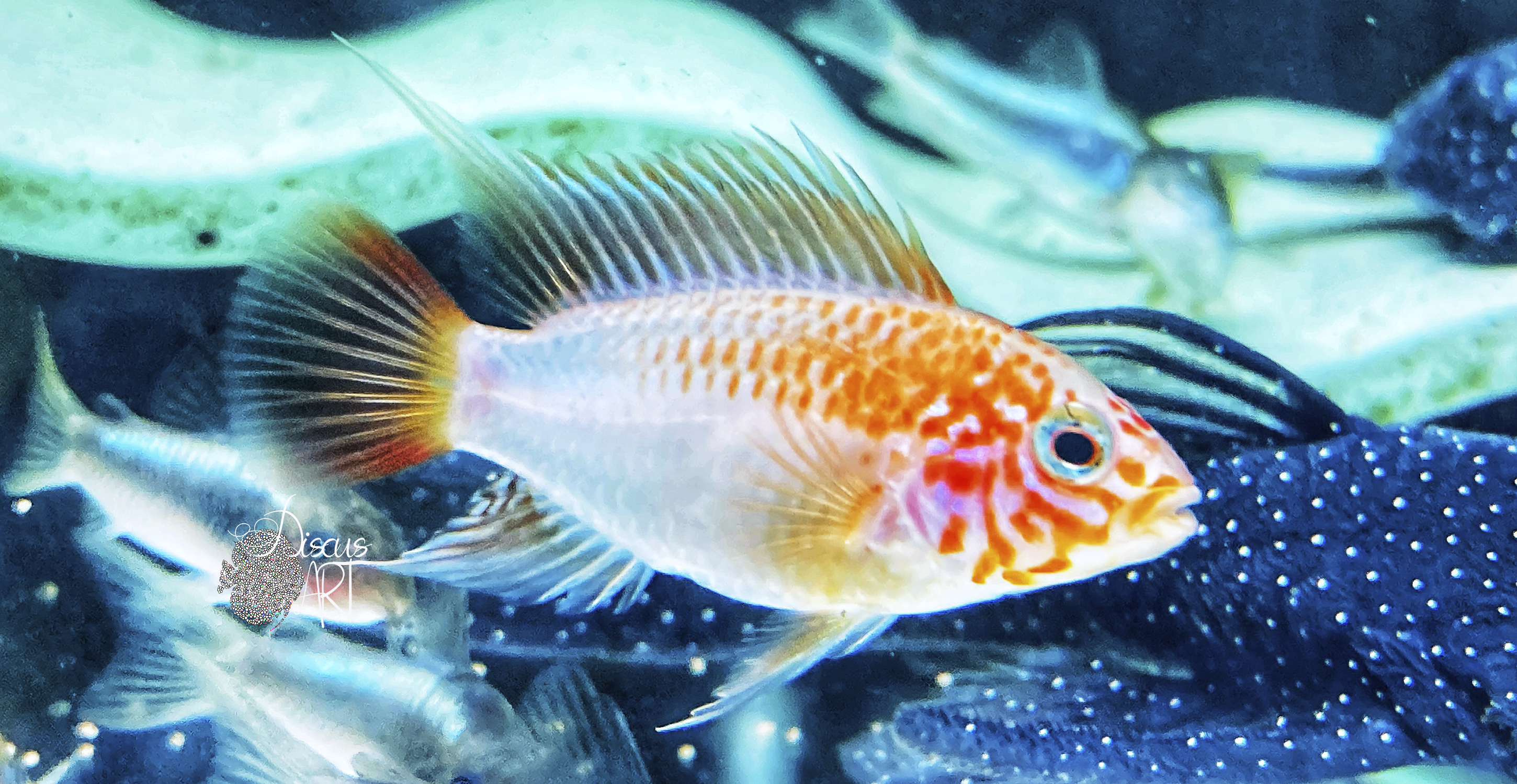 viejita gold Apistogramma Viejita Gold Mask - DiscusArt