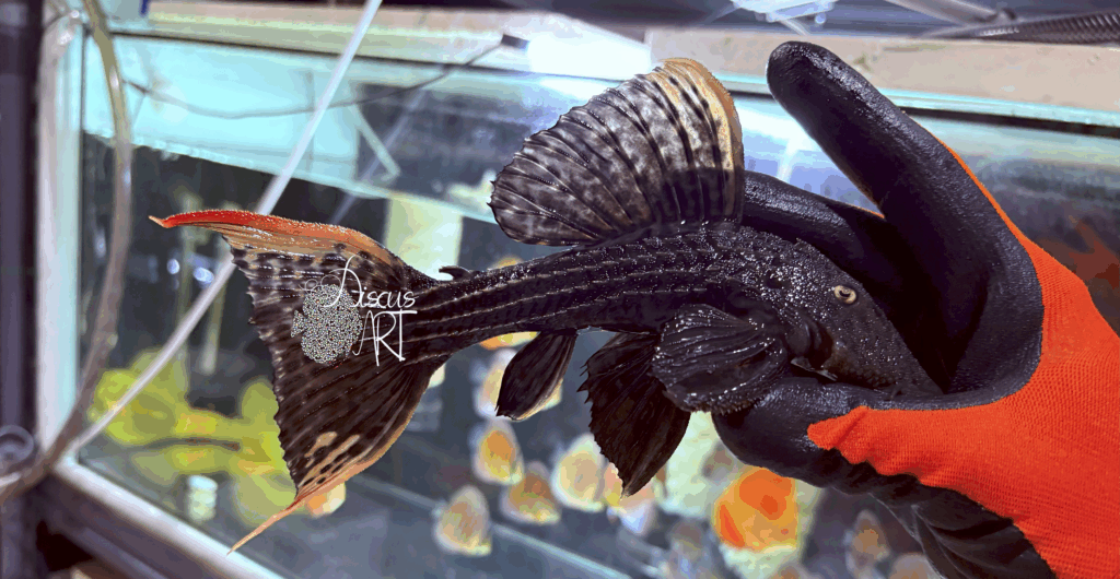 Pseudacanthicus - DiscusArt