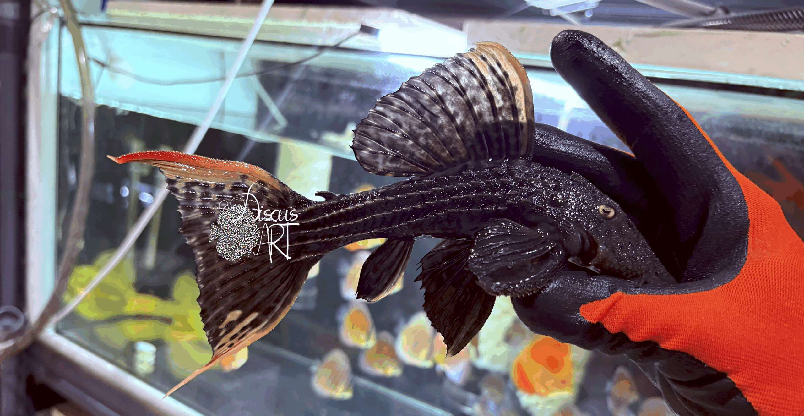 l025a L025 Pseudacanthicus Pirarara - DiscusArt