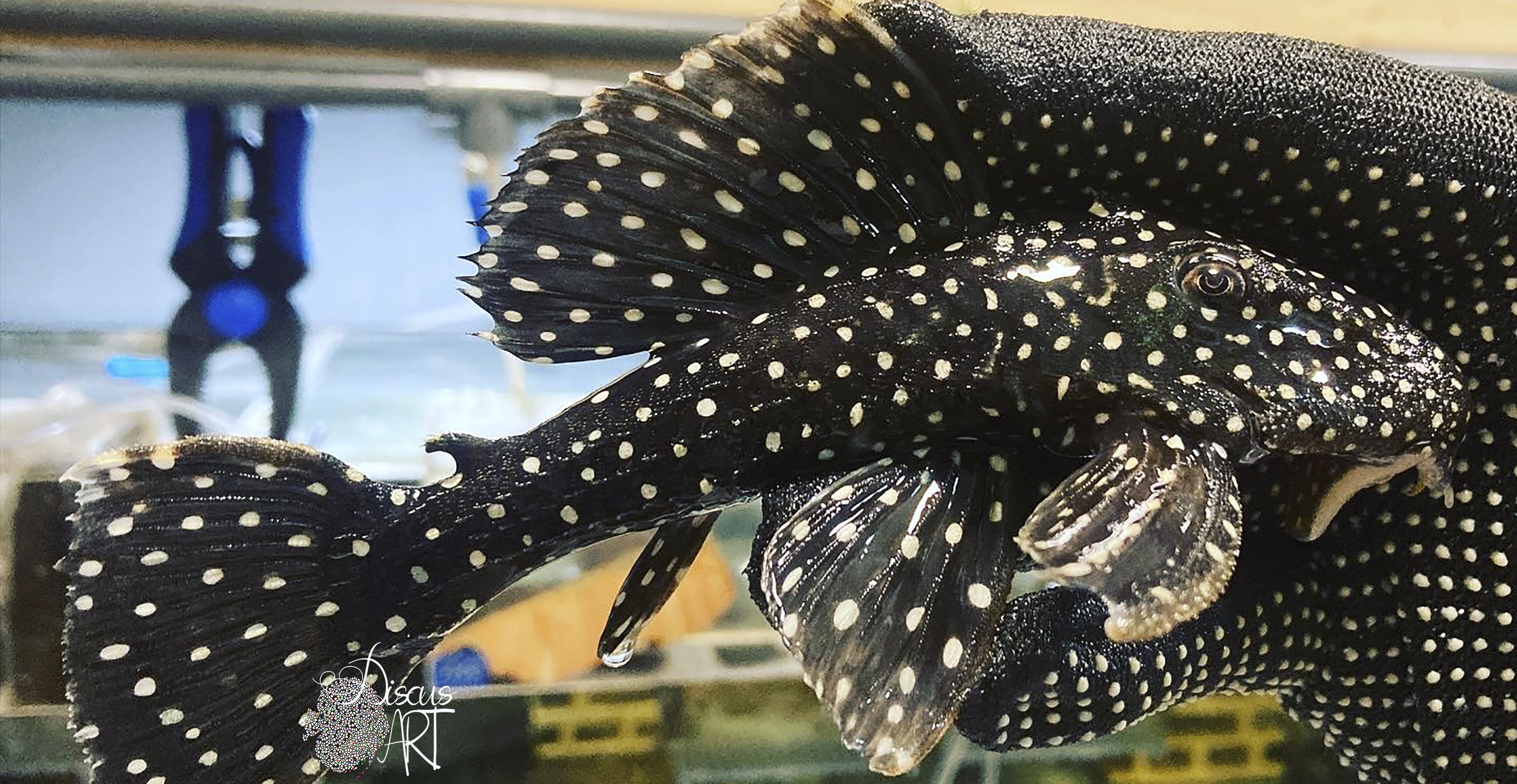 sucunduri Leporacanthicus Sucunduri - DiscusArt