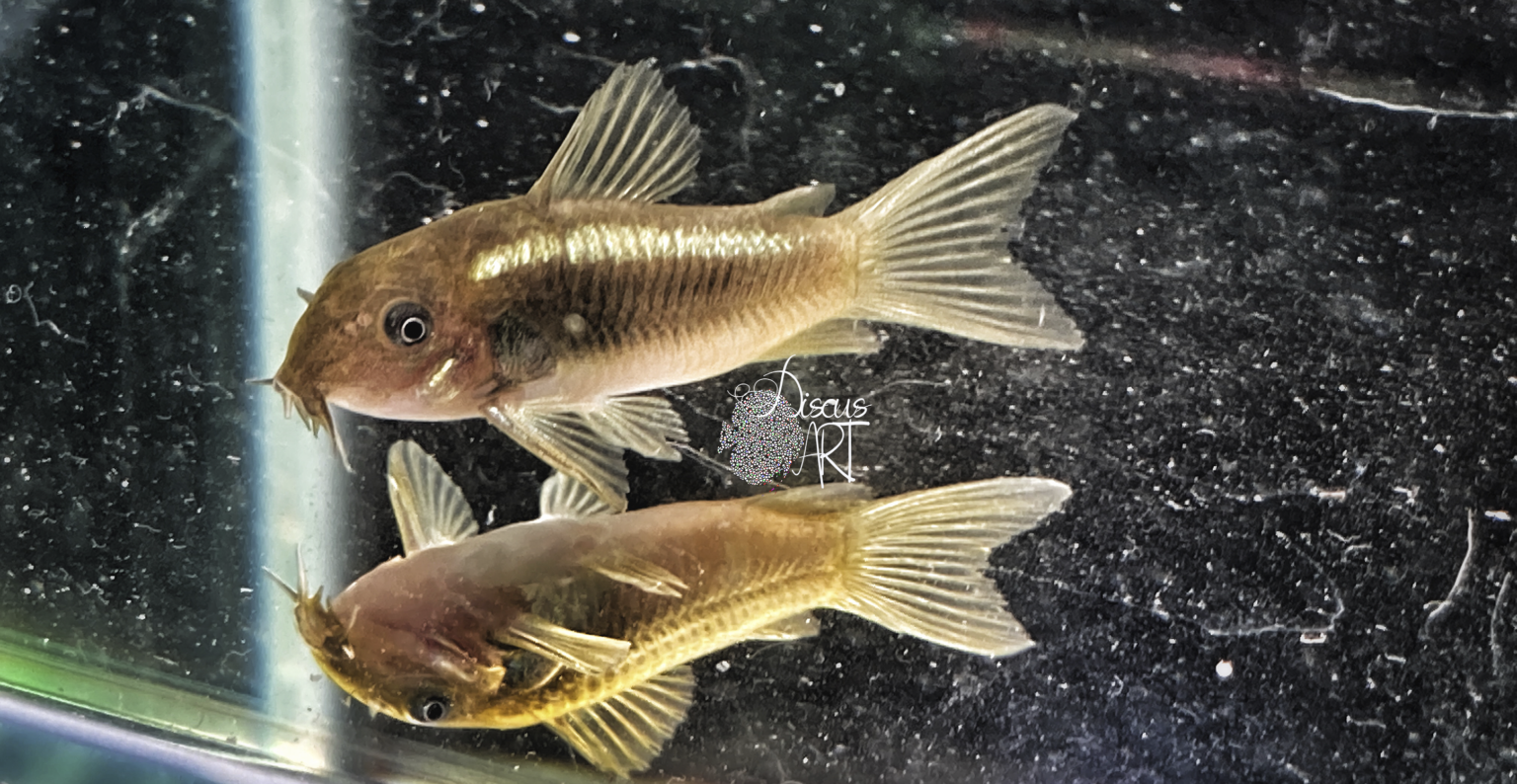 Corydora Green Laser - Corydoras - DiscusArt