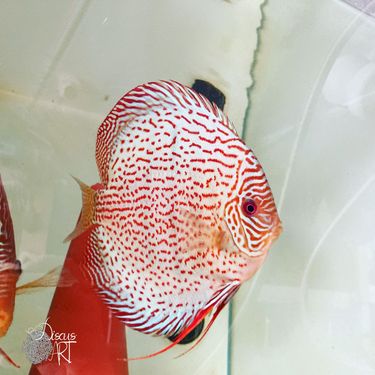 Leopard - Peces Disco - DiscusArt