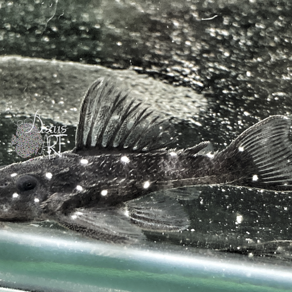 hypancistrus l280