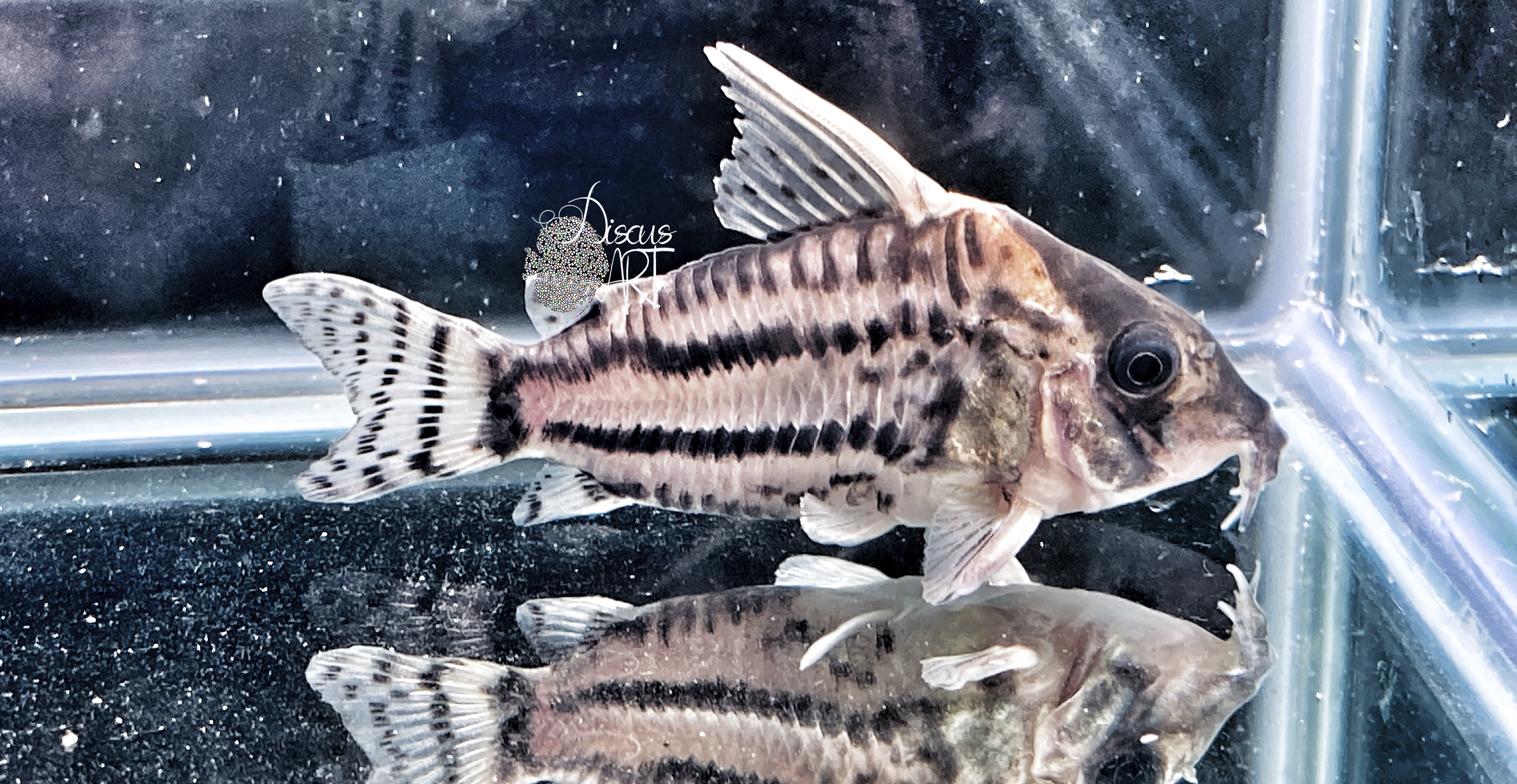 superswartzi corydora super swartzi