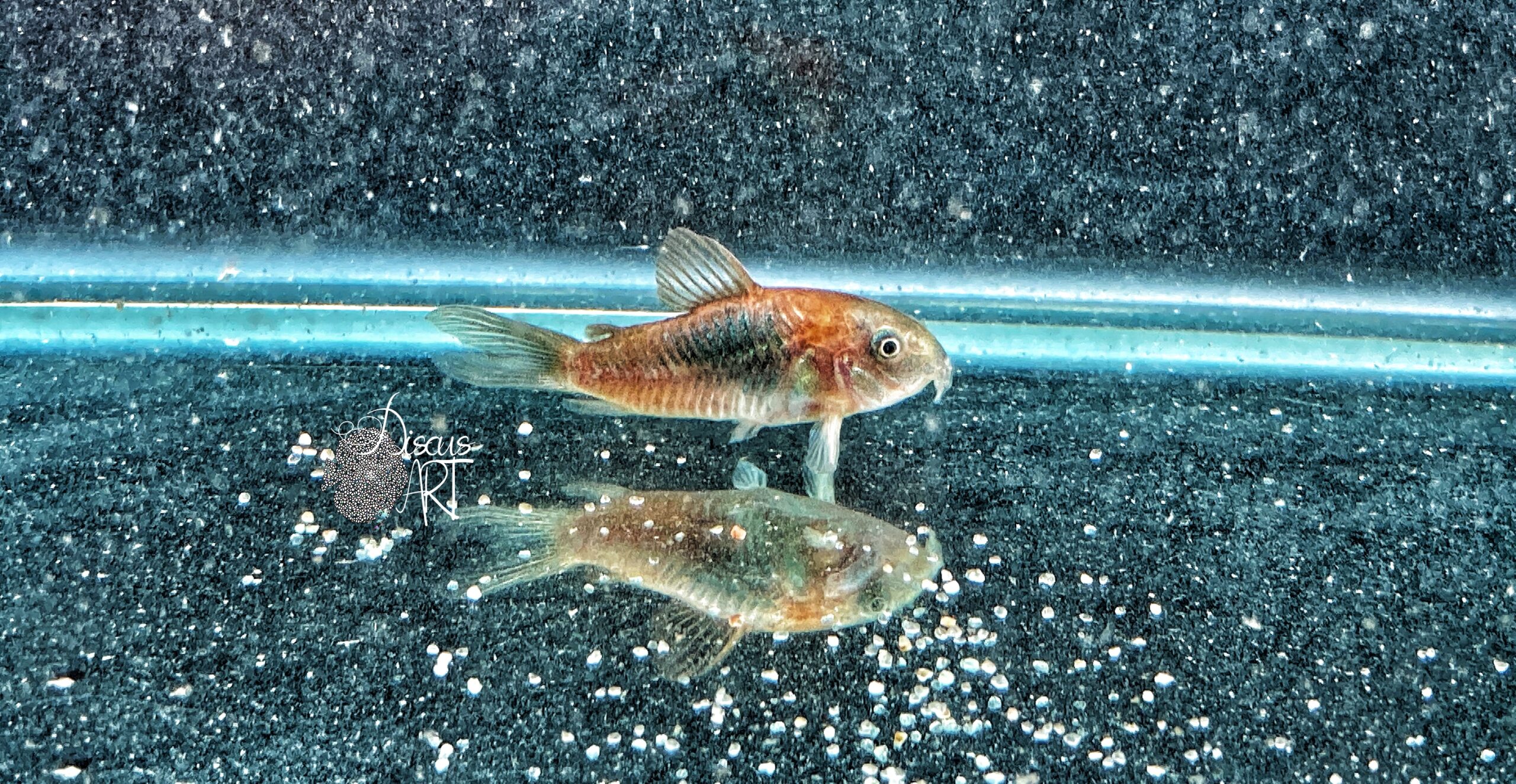 Corydora Orange Venezuela WF - DiscusArt