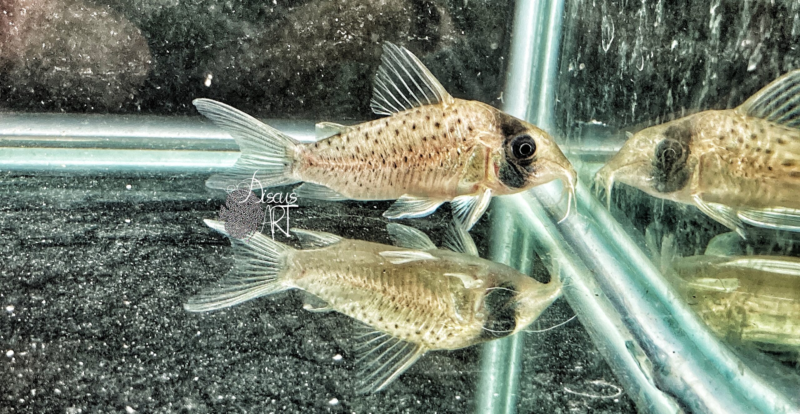 IMG_6497 Corydora Sychri rio Nanay WF - DiscusArt