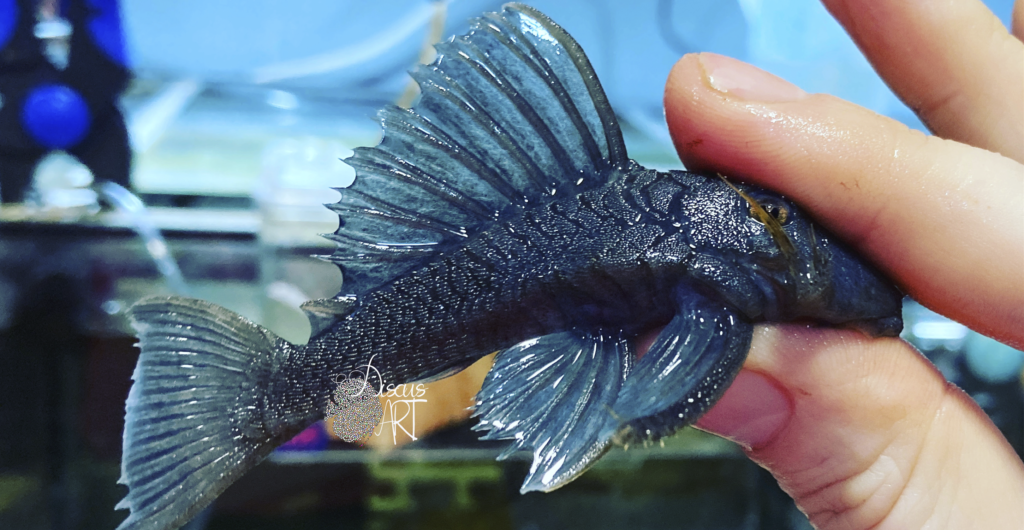 Baryancistrus - DiscusArt