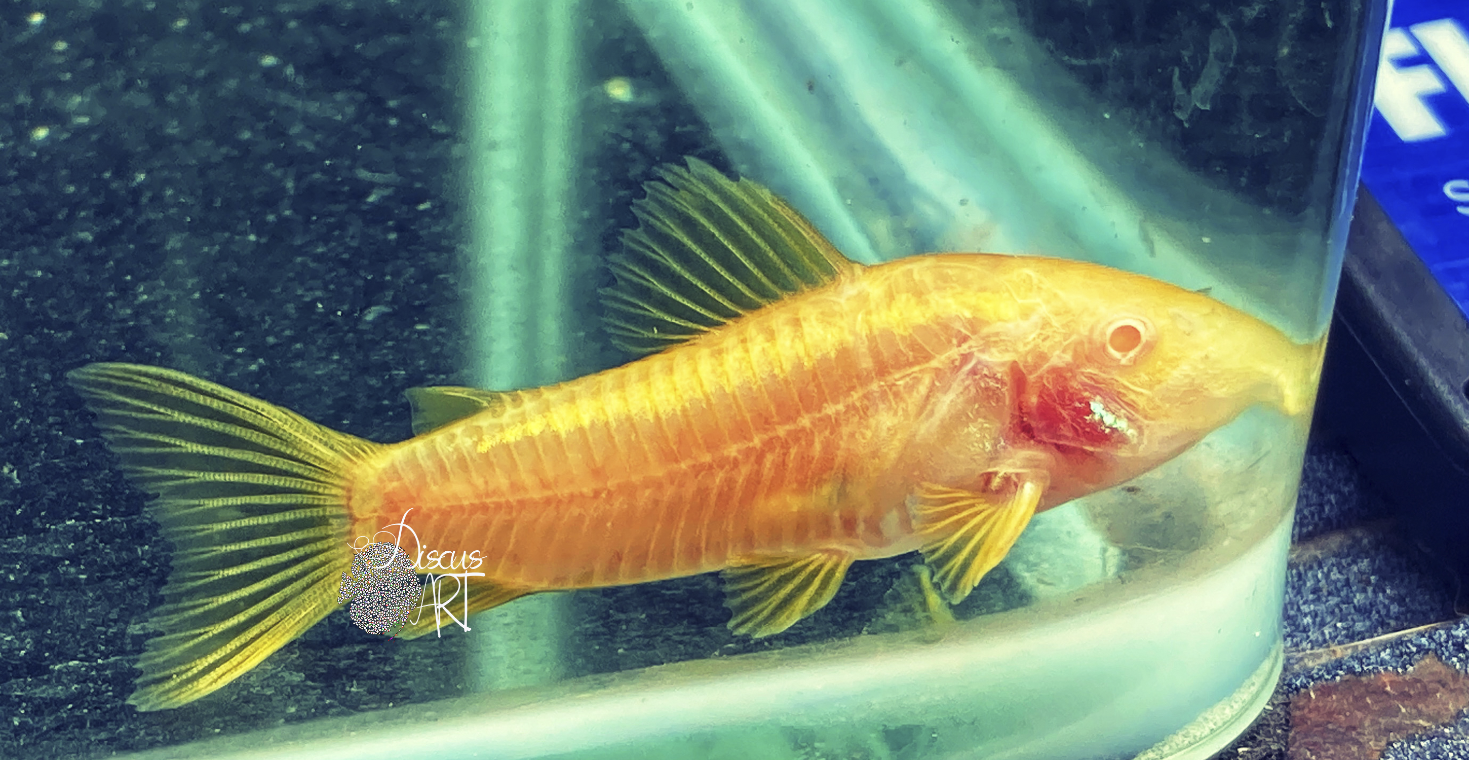 gold albino Corydora Gold Laser Albino - DiscusArt
