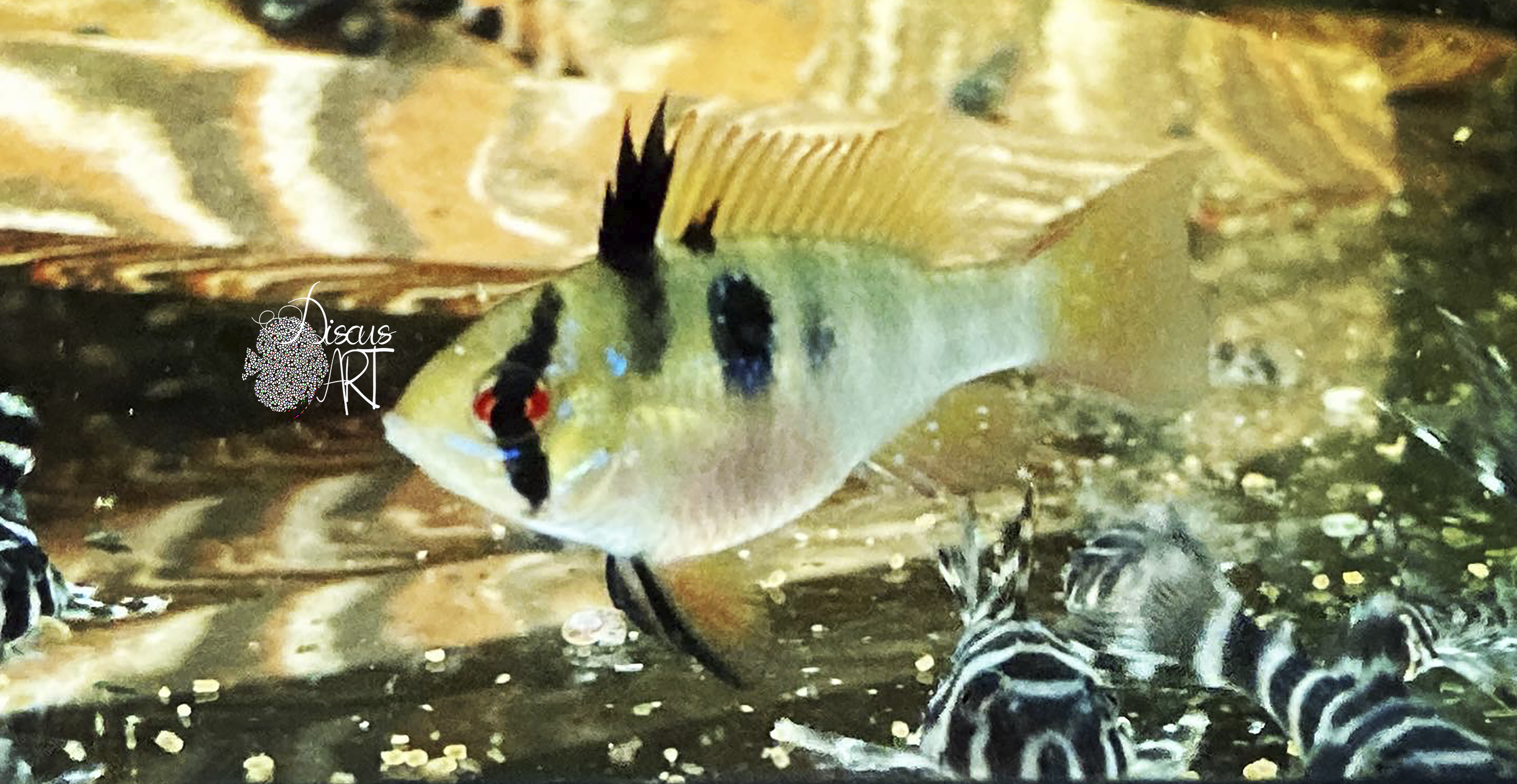 ramig Microgeophagus Ramirezzi - DiscusArt