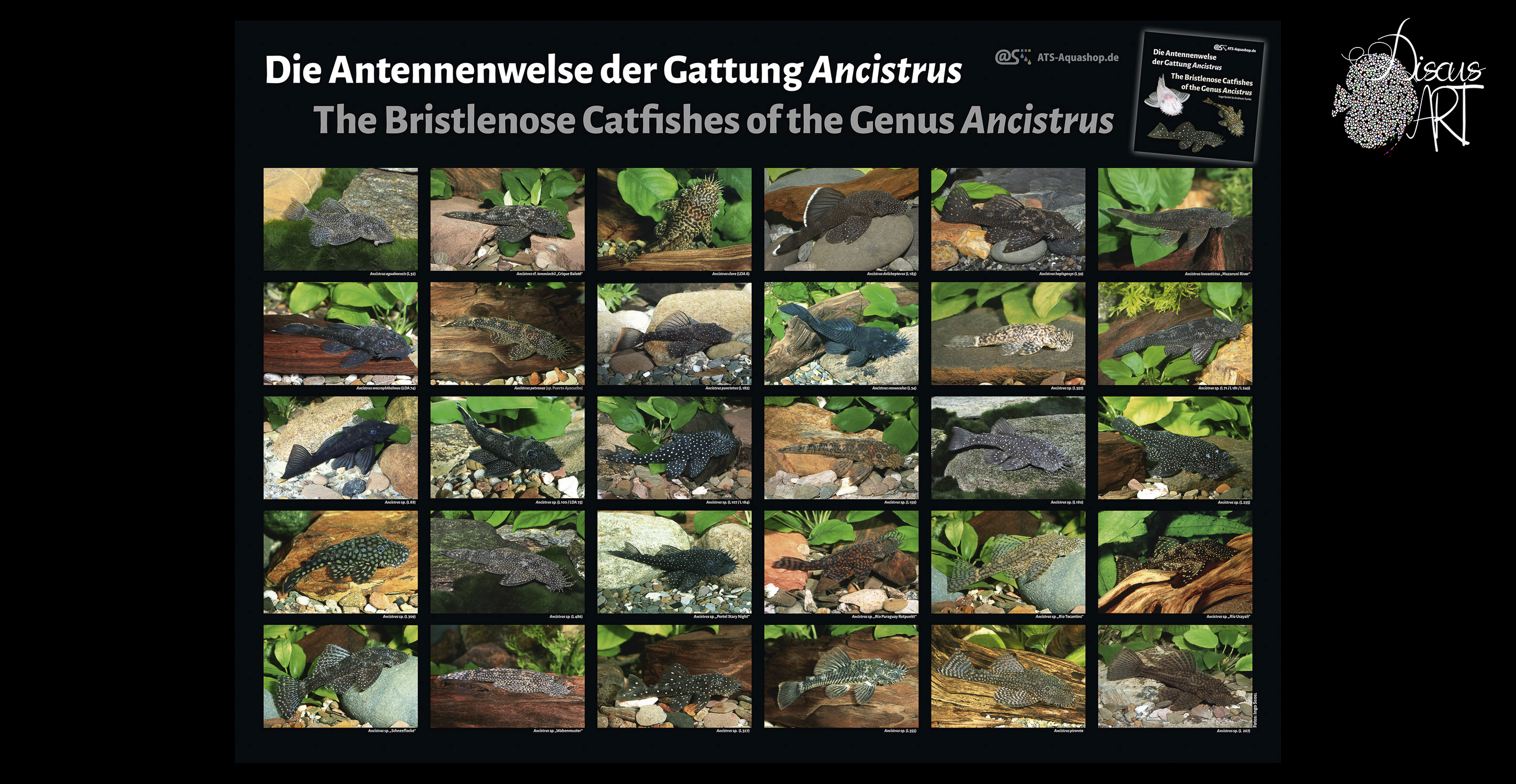 ancistrus Posters A1 - DiscusArt