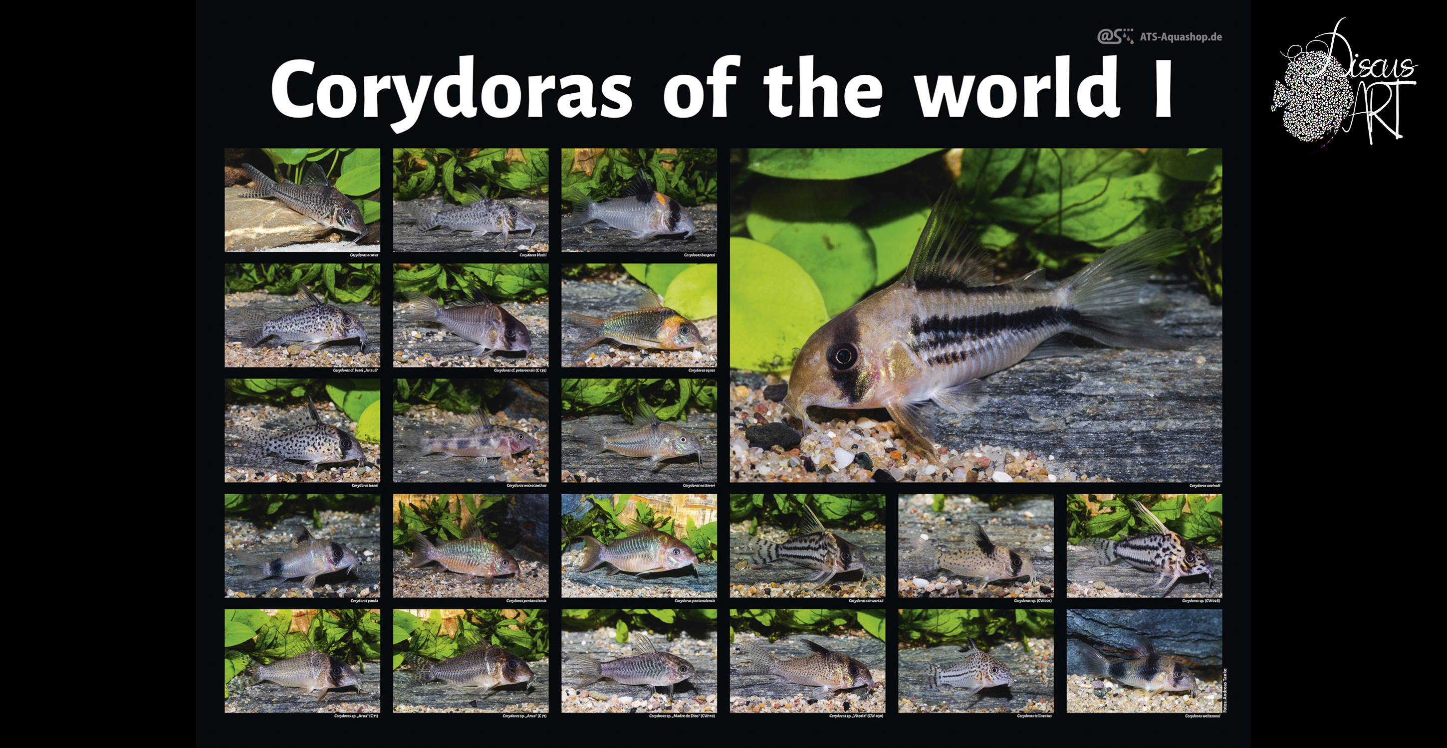 corys2 Posters A1 - DiscusArt