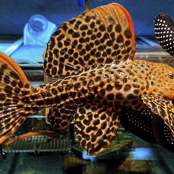 L114 Pseudacanthicus cf Leopardus