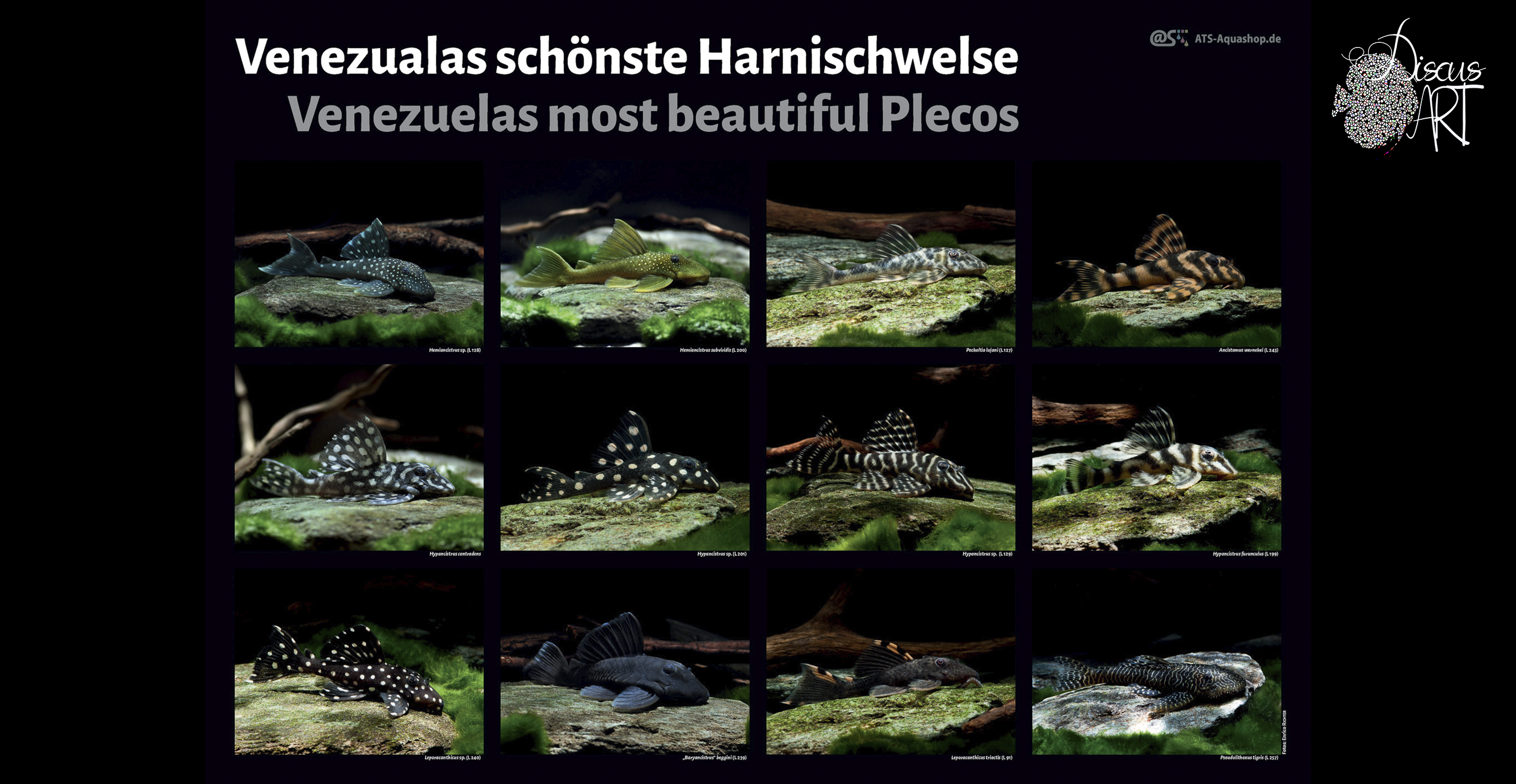 venepleco Posters A1 - DiscusArt