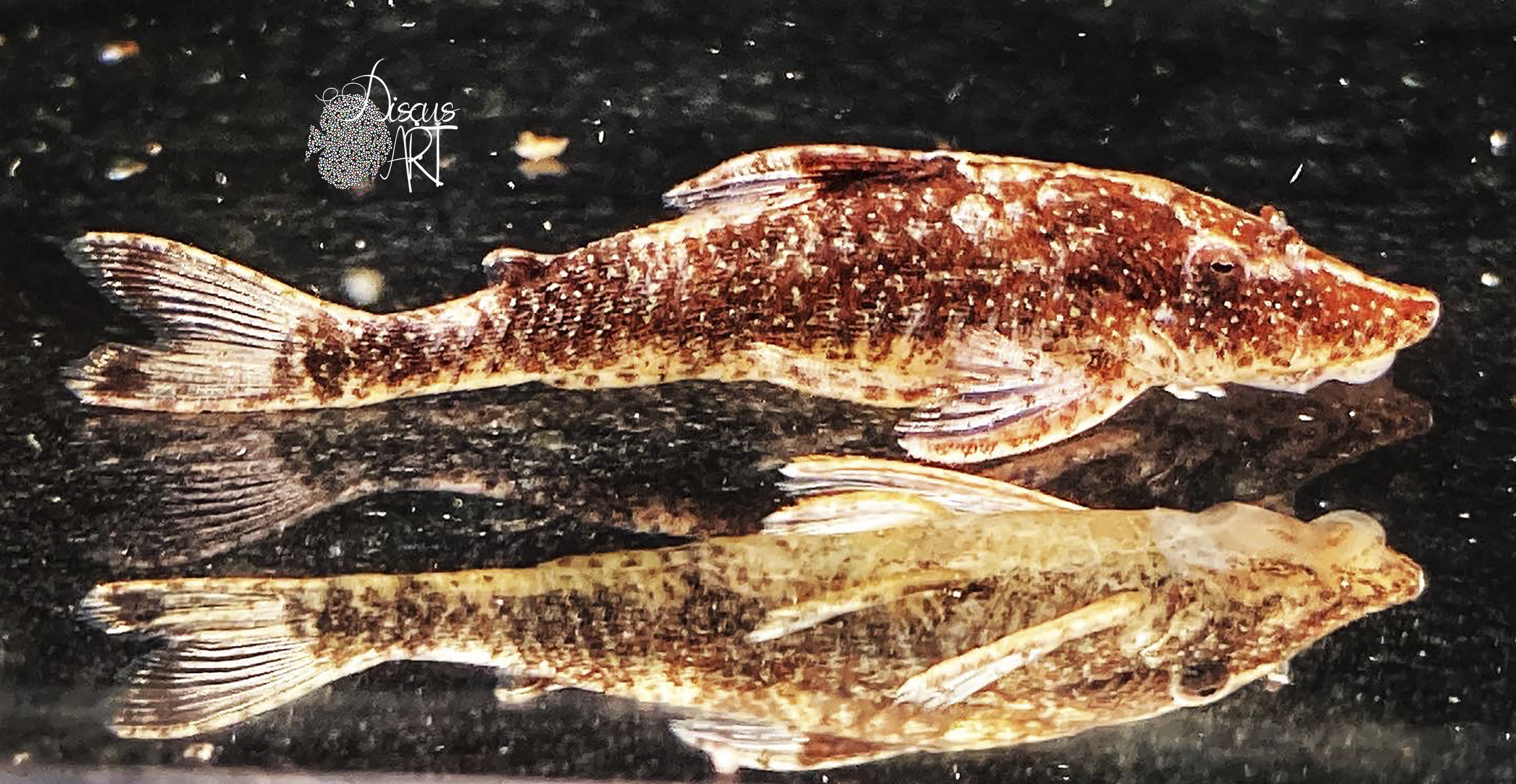 longirostris Parotocinclus Longirostris - DiscusArt