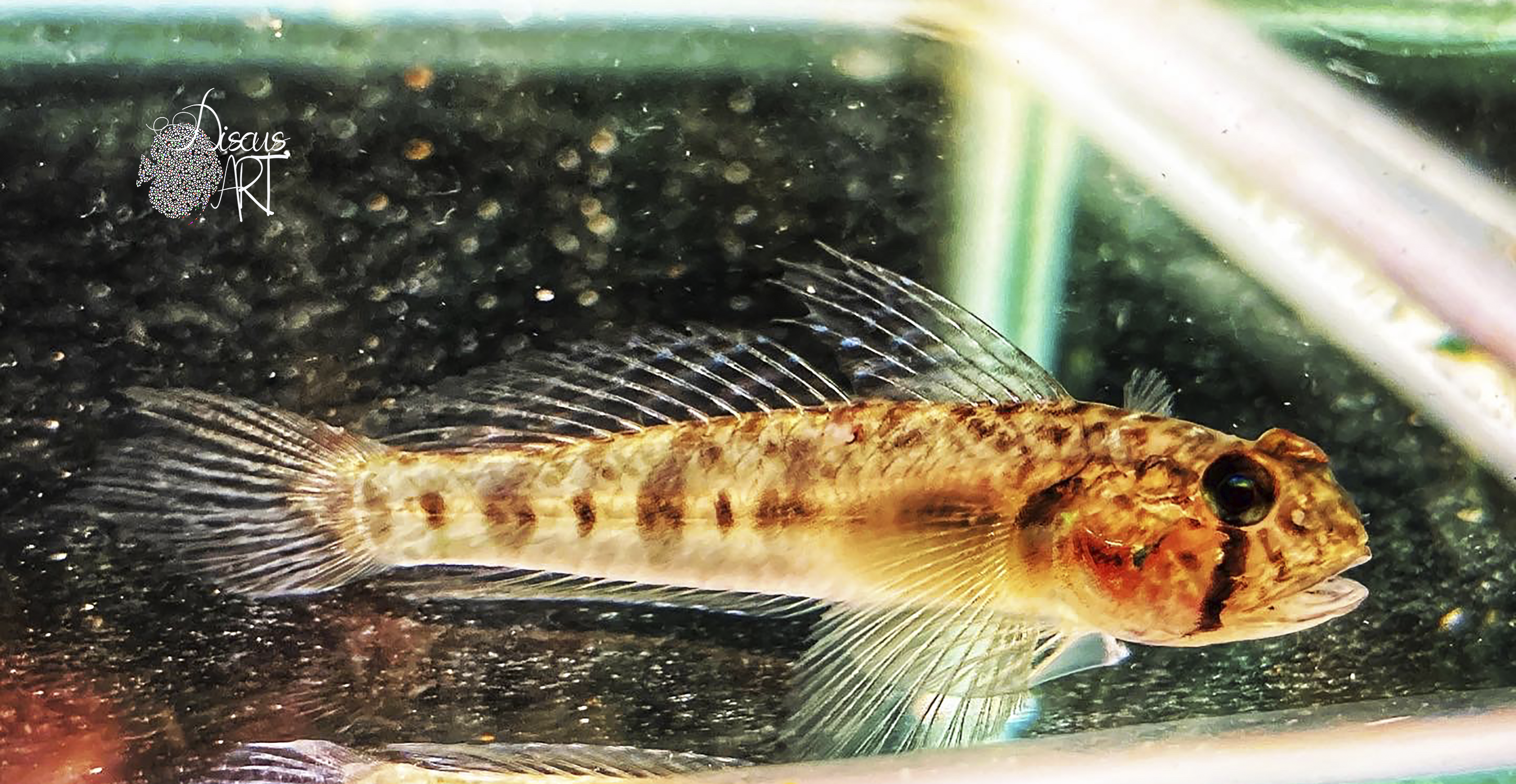 oligolepis Oligolepis Acutipennis - DiscusArt