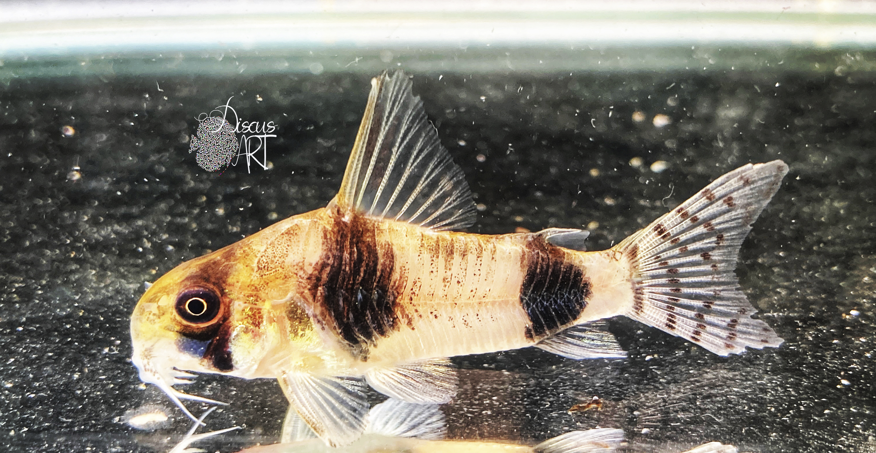 tukano Corydora Tukano WF - DiscusArt