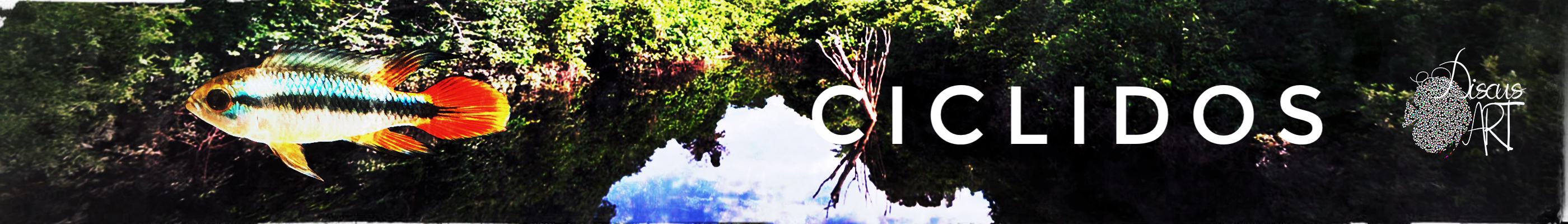 Ciclidos - DiscusArt