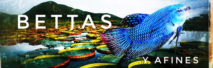 + Peces - DiscusArt