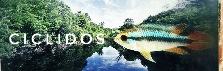 + Peces - DiscusArt