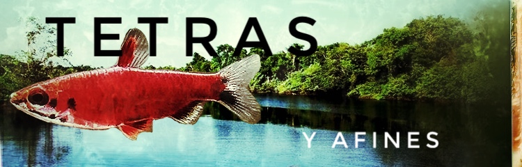 + Peces - DiscusArt