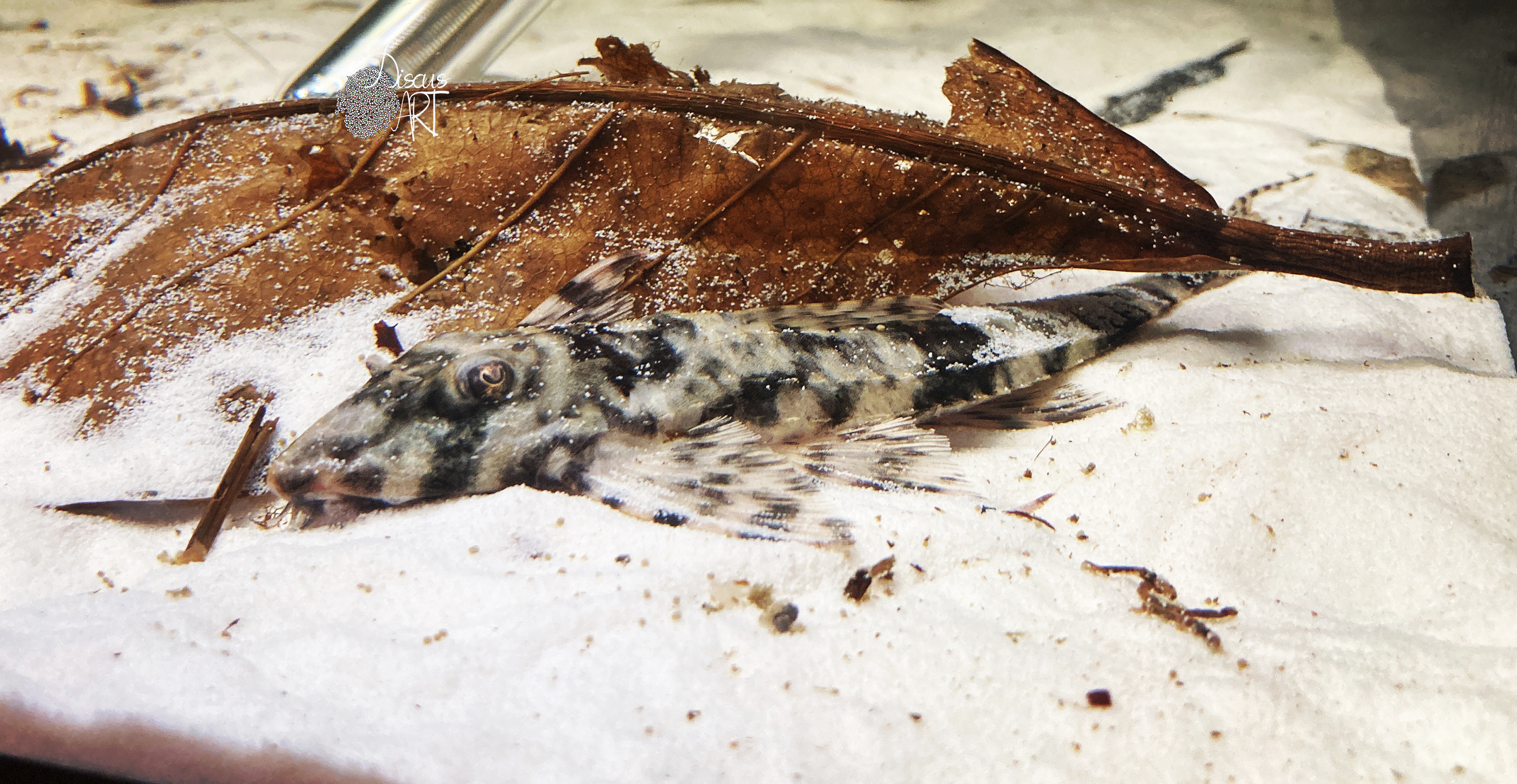 spatu tiger Spatuloricaria White Tiger - DiscusArt