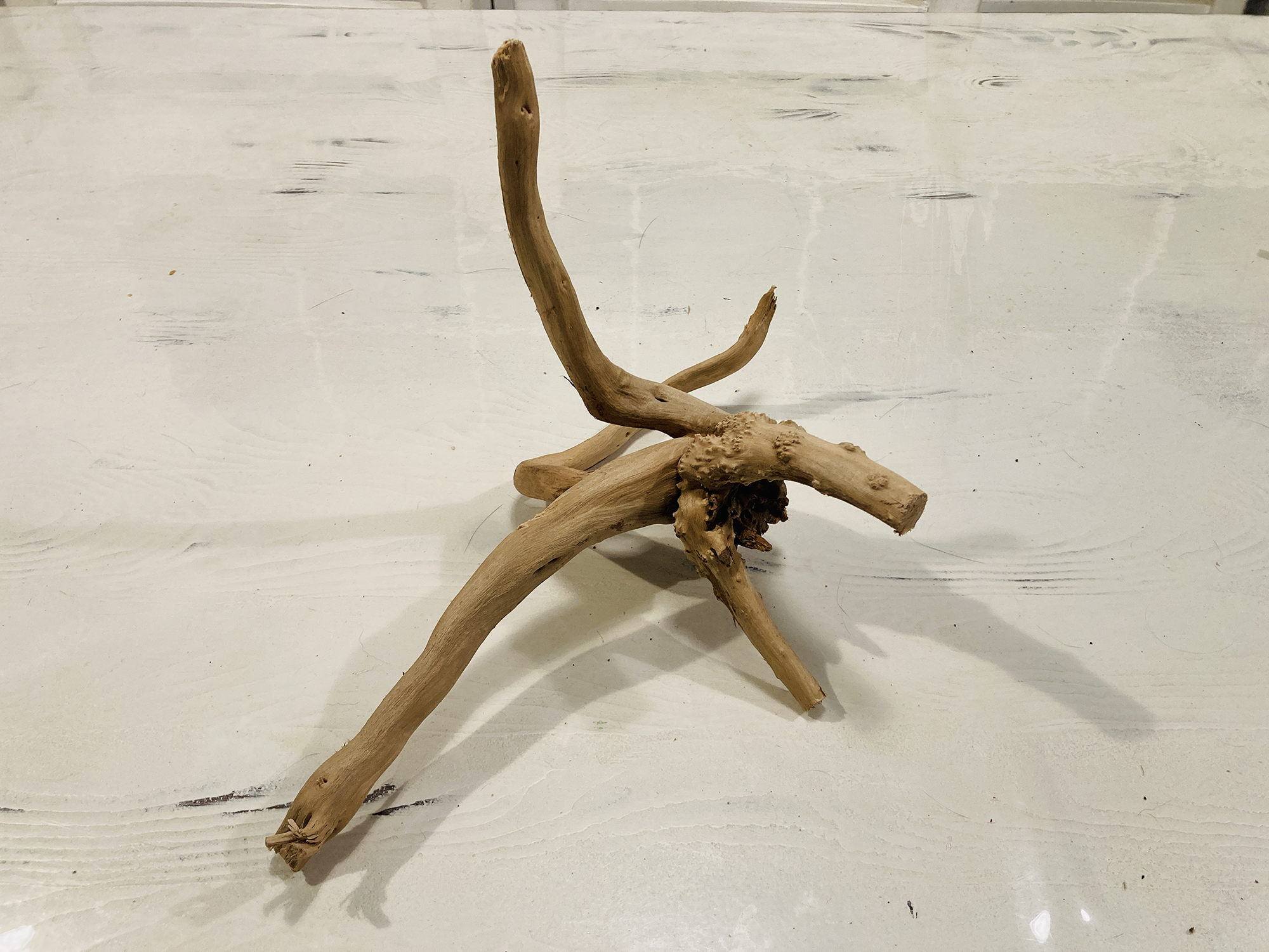 spider1 Madera Spider Gold n1 - DiscusArt