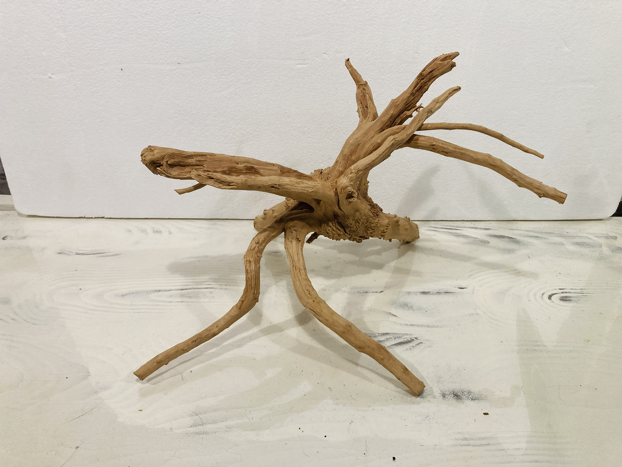 spider11 Madera Spider Gold n11 - DiscusArt
