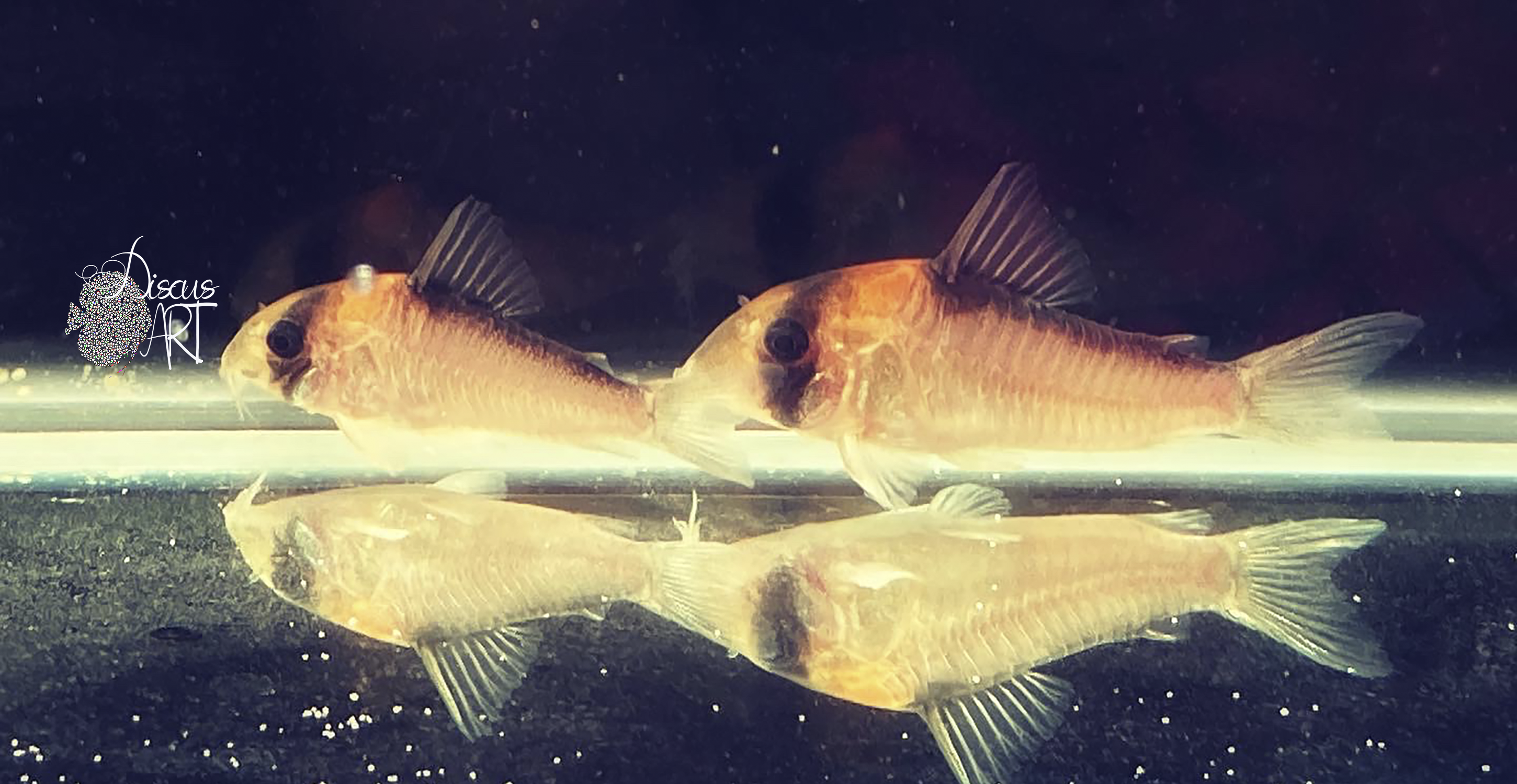 adolfoi Corydora Adolfoi WF - DiscusArt