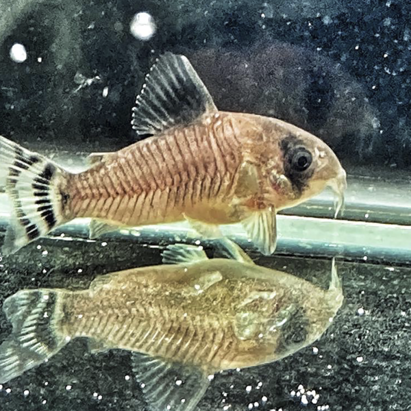 Corydora Oiapoquensis WF