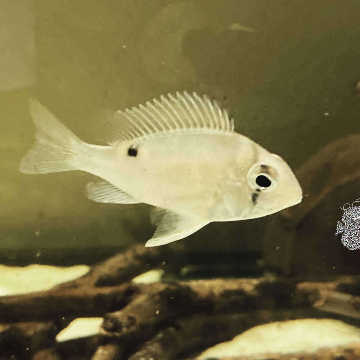 Betta Simorum WF + Peces - DiscusArt