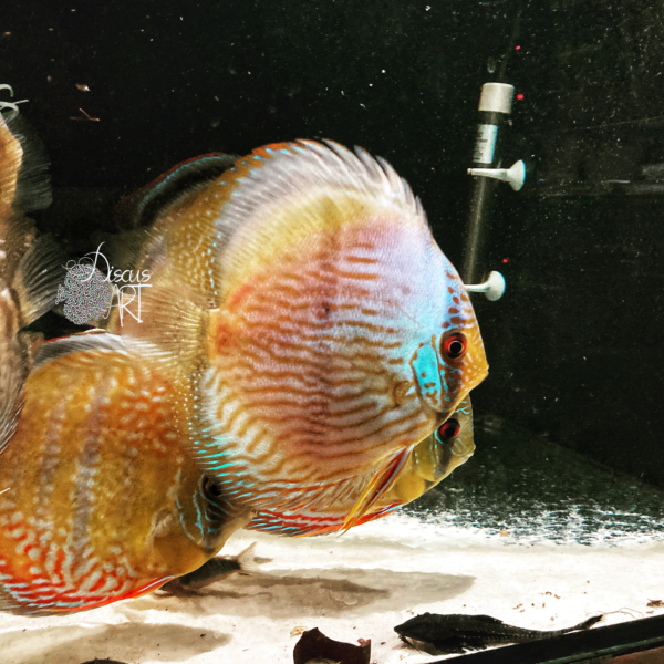 Golden Millennium - Peces Disco - DiscusArt