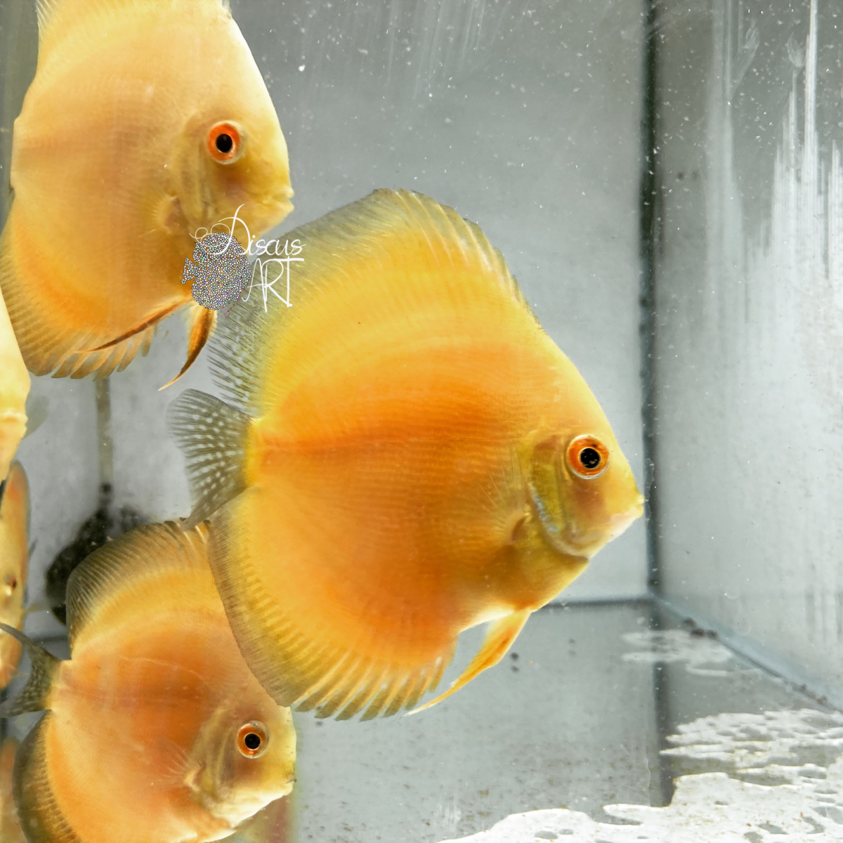 Golden Millennium - Peces Disco - DiscusArt