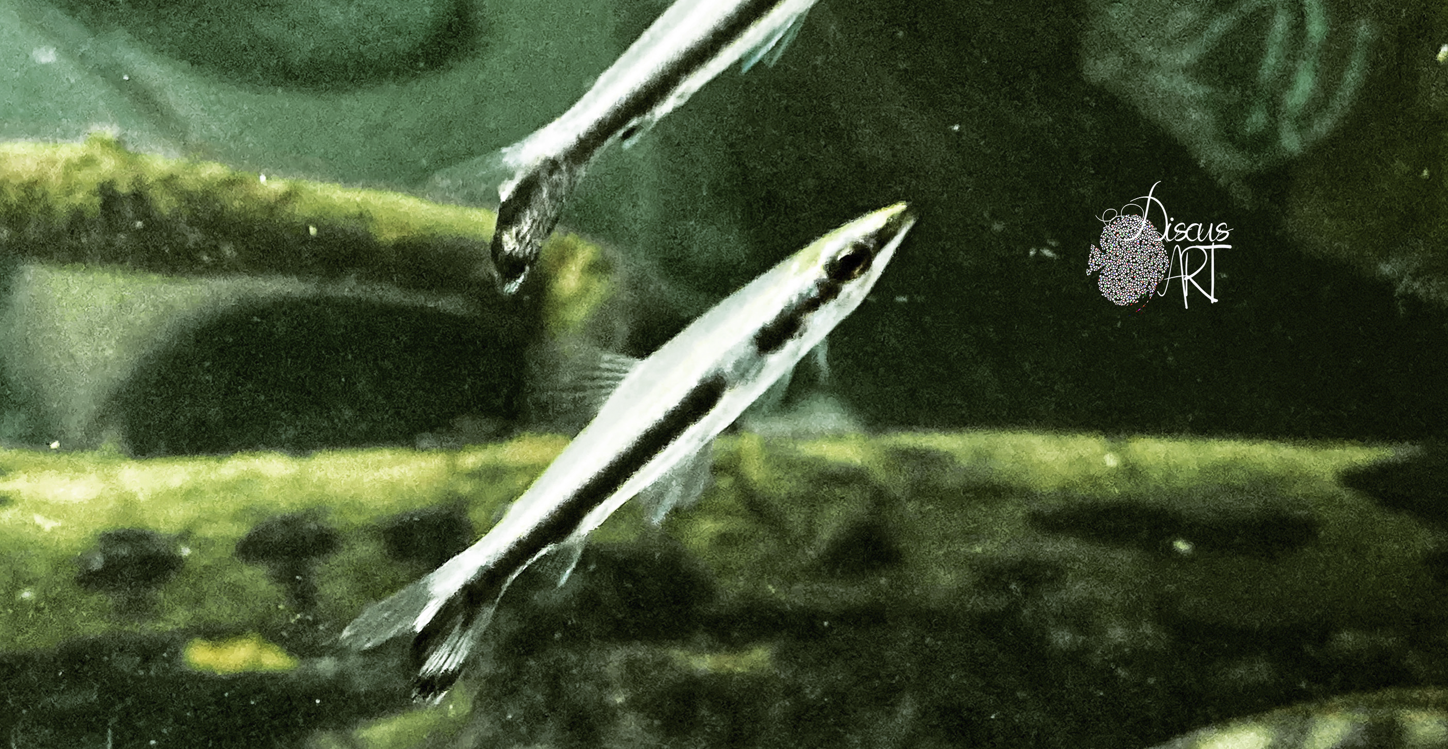 nano uni Nannostomus Unifasciatus WF - DiscusArt