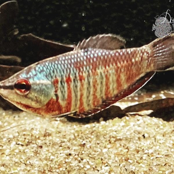 Sphaerichthys vaillanti WF (Gourami Samurai)