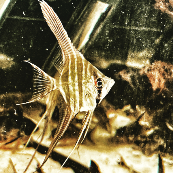 Pterophyllum Altum Atabapo WF